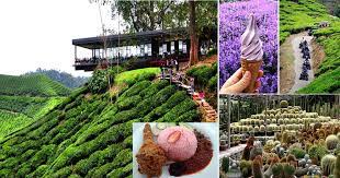 The cameron highlands is a district in pahang, malaysia, occupying an area of 712.18 square kilometres (274.97 sq mi). 16 Lokasi Wajib Singgah Kalau Bercuti Di Cameron Highland Vanilla Kismis