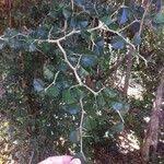 Image result for Balanites maughamii