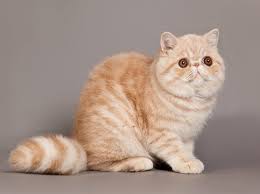 For centuries, people with down syndrome have been alluded. Warum Es Keine Katze Mit Down Syndrom Geben Kann
