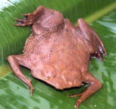 Image result for toad