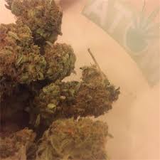 Hurricane Weed Strain Information