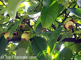 Image result for Garcinia mangostana