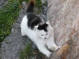 Image result for kitler