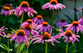 Coneflower is a common name of several genera of flowering plants: How To Grow Echinacea Growing Coneflowers