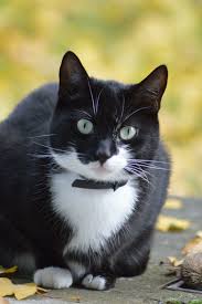 Natürlich ist tiere suchen ein zuhause im social web vertreten. Katzen Suchen Ein Zuhause Foto Bild Tiere Haustiere Katzen Bilder Auf Fotocommunity