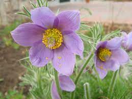 Canadian Wildlife Federation Pasque Flower