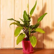 Image result for Drimiopsis