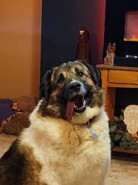 El Paso military contractor rescues overseas dogs