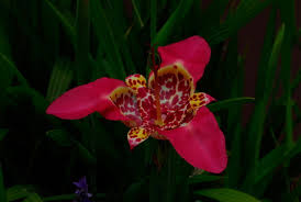 Image result for Pavonia rogersii