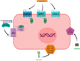 Mit der gartenbank pacora entsteht eine bequeme sitzgelegenheit für den balkon, die terrasse oder den garten. Ijms Free Full Text Involvement Of Novel Adipokines Chemerin Visfatin Resistin And Apelin In Reproductive Functions In Normal And Pathological Conditions In Humans And Animal Models Html
