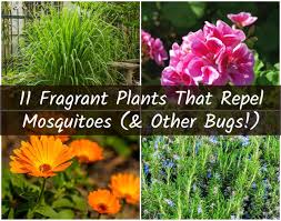 Available at participating franchised locations only. 11 Fragrant Plants That Repel Mosquitoes