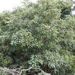 Image result for Dalbergia boehmii