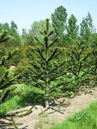 Finde fotos von chilenische schmucktanne. Araucaria Araucana Araukarie Andentanne Chilenischer Schmucktanne Van Den Berk Baumschulen