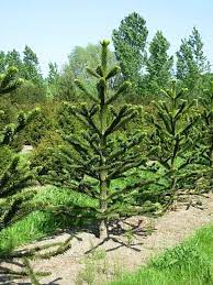 Wir haben eine große schmucktanne im vorgarten. Araucaria Araucana Araukarie Andentanne Chilenischer Schmucktanne Van Den Berk Baumschulen