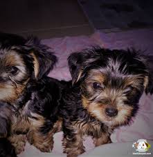 1 kedi 1 kopek sahiplendirme ilanlari yorkshire terrier kopek yorkshire