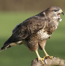 Small British Birds Of Prey Images Common Buzzard Buzzards Suffered From Persecution And Pesticide Poisoning In The Early 20th Century And Until Recently British Wildlife Wildlife Birds Of Prey