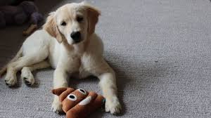 Dog training careers ( 01:06 ) during this video i'd like to talk about dog training careers as if you want to train dogs then it may be good for you to contact the big charities like guide dogs for the. 20 Must Have Products For New Dog Owners