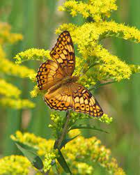 Autumn Variegated Fritillary On Goldenrod Butterfly Pictures Beautiful Butterflies Types Of Butterflies
