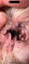 Image result for mold in the ear dog