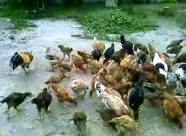 If you want to learn ayam in english, you will find the translation here, along with other translations from malay to english. Ayam Kampung Wikiwand