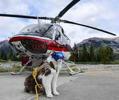 Funny Pictures June 21 2019 Search And Rescue Dogs Cat Rescue Adventure Cat