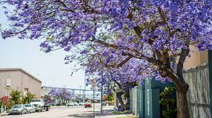 Our large variety of dwarf apple trees are grafted and grown from mature rootstock, so you'll get bigger, better results. Purple Haze Jacaranda Fever Hits San Diego The Horticult