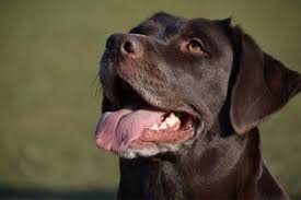 This can vary from ten days to one year or longer. Oral Cancers In Dogs Petcure Oncology