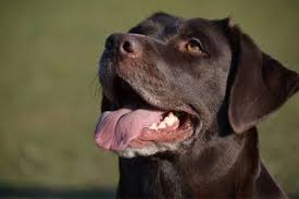 Removal of cells or tissues for examination under a microscope. Oral Cancers In Dogs Petcure Oncology