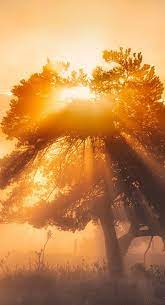 We offer an extraordinary number of hd images that will instantly freshen up your smartphone or computer. Nature Wallpaper Morning Sun