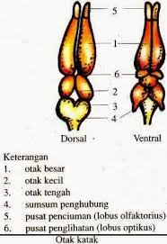 Pada vertebrata, sistem saraf pusat yang ditutupi dalam meninges. Penjelasan Rinci Sistem Syaraf Amfibi Dan Reptil Biologi Edukasi Belajar Sains Biologi