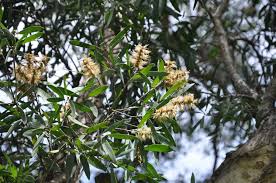 Image result for Melaleuca leucadendron