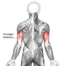 The names of the two muscles that bend and straighten the arm are biceps and triceps. Triceps Wikipedia