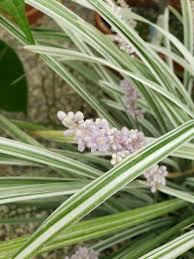 Image result for Ophiopogon