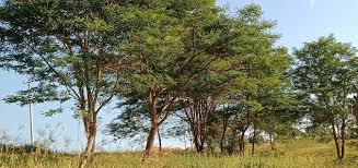 Image result for Acacia kirkii