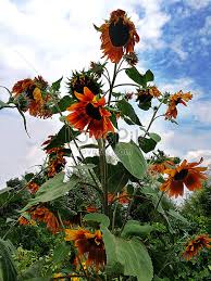 Dia menyelesaikan empat lukisan sebelum musim bunga matahari habis. Bunga Matahari Gambar Unduh Gratis Foto 500574222 Format Gambar Jpg Lovepik Com