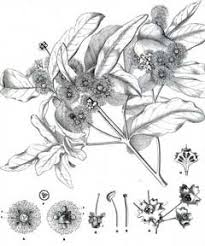 Image result for Syncarpia glomulifera