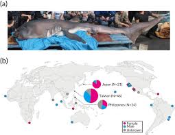 Distribution Body Size And Biology Of The Megamouth Shark