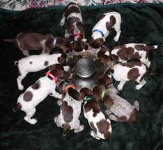 Quality bred german shorthaired pointers. 10 German Shorthaired Pointer Puppies For Sale In Michigan Michigan Sportsman Forum