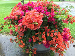 Mixed Colors Of Bougainvillea Bougainvillea Colors Bougainvillea Beautiful Flowers