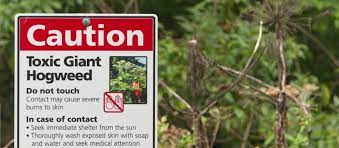 This behavior and technology of plants serve the same general function of those of any organism, to aid in survival. Phytophotodermatitis And The Giant Hogweed Office For Science And Society Mcgill University