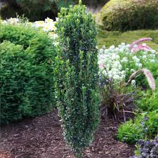 Sky Pencil Holly Tree In 2020 Sky Pencil Holly Holly Tree Fast Growing Trees