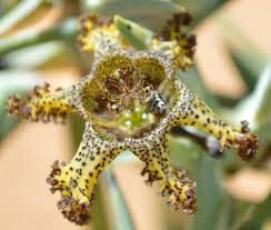 Image result for Ferraria glutinosa
