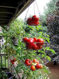 Cool 34 Hanging Vegetable Garden Ideas Https Gardenmagz Com 34 Hanging Vegeta Garden Ideas Budget Backyard Apartment Vegetable Garden Vegetable Garden Design