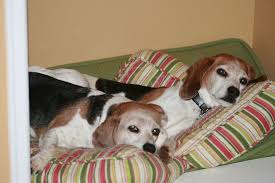 My Beagles In Their Home Beagle Animals Dogs
