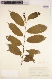 Image result for Glyphaea