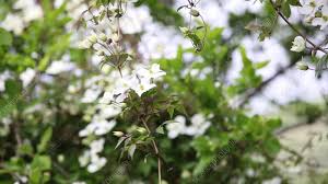 Best clematis planting time clematis can be transplanted from late fall to early spring before new growth emerges, according to ohio state university. Clematis Flowers Moving In Wind Stock Video Clip K009 7203 Science Photo Library