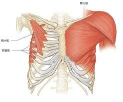 In this post, you will learn the chest muscles anatomy which is easy since there are not so many muscles. Home Chest Training Method Master 5 Push Ups To Create A Beautiful Chest Shape Inews