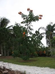 Image result for Colvillea