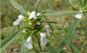 Image result for Leucas