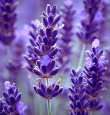 Lavender, Vera (True Lavender) (Lavandula Angustifolia) 1 lb (~400000 Seeds)
